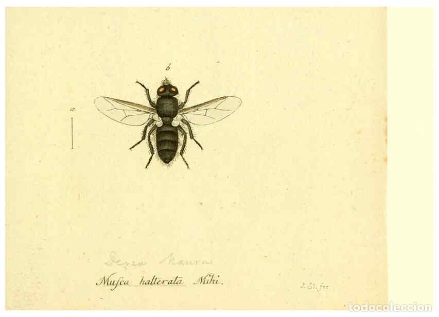 Collection Magazines and Newspapers: Reproducci&oacute;n/Reproduction 6046271850: Fauna Germanica, Diptera Nuremberg? :s.n.,between 1793 and 180