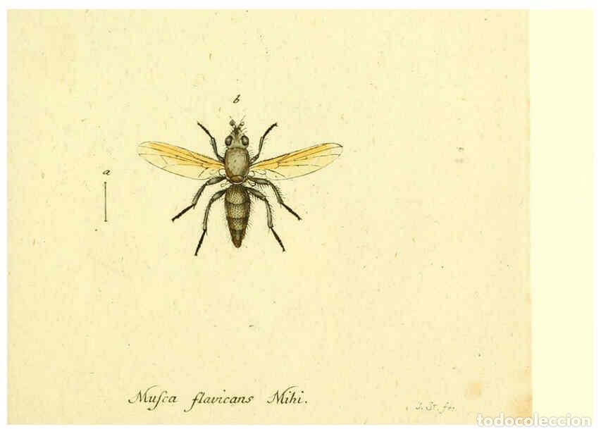 Collection Magazines and Newspapers: Reproducci&oacute;n/Reproduction 6045724155: Fauna Germanica, Diptera Nuremberg? :s.n.,between 1793 and 180
