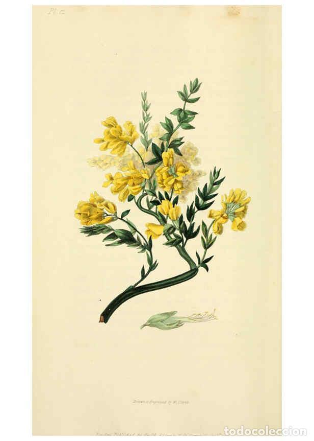 Collection Magazines and Newspapers: Reproducci&oacute;n/Reproduction 6046886870: Flora conspicua London :Longman, Rees, Orme, Brown, and Green,