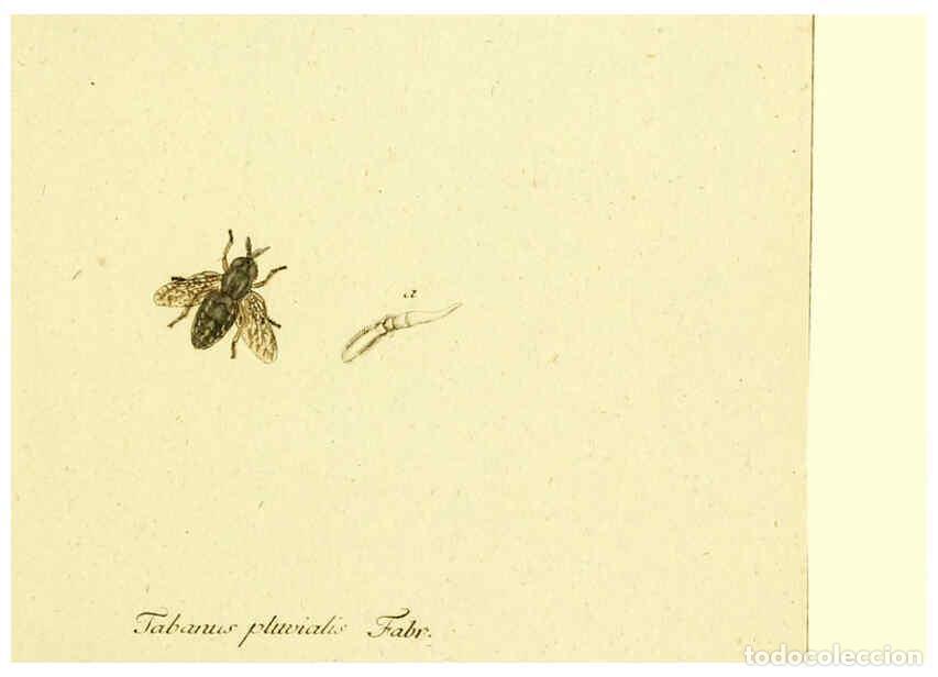 Collection Magazines and Newspapers: Reproducci&oacute;n/Reproduction 6045704207: Fauna Germanica, Diptera Nuremberg? :s.n.,between 1793 and 180