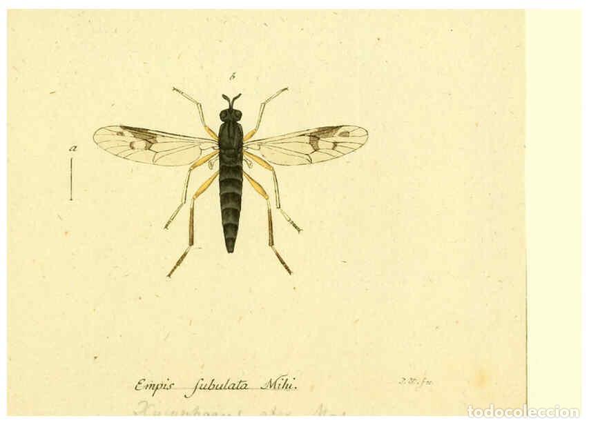 Collection Magazines and Newspapers: Reproducci&oacute;n/Reproduction 6045725607: Fauna Germanica, Diptera Nuremberg? :s.n.,between 1793 and 180