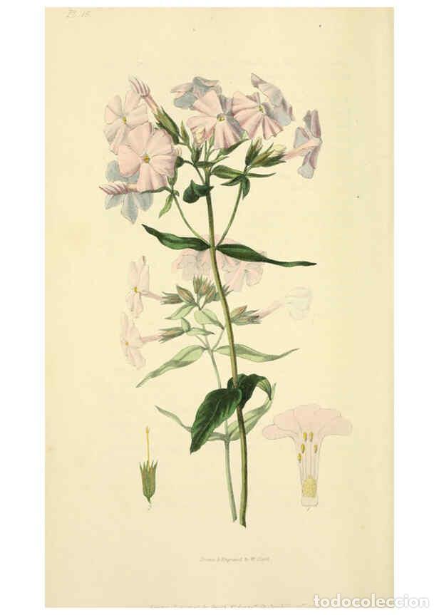 Collection Magazines and Newspapers: Reproducci&oacute;n/Reproduction 6046889392: Flora conspicua London :Longman, Rees, Orme, Brown, and Green,