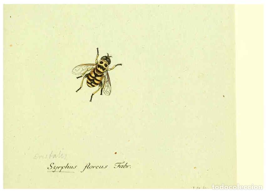 Collection Magazines and Newspapers: Reproducci&oacute;n/Reproduction 6046254668: Fauna Germanica, Diptera Nuremberg? :s.n.,between 1793 and 180