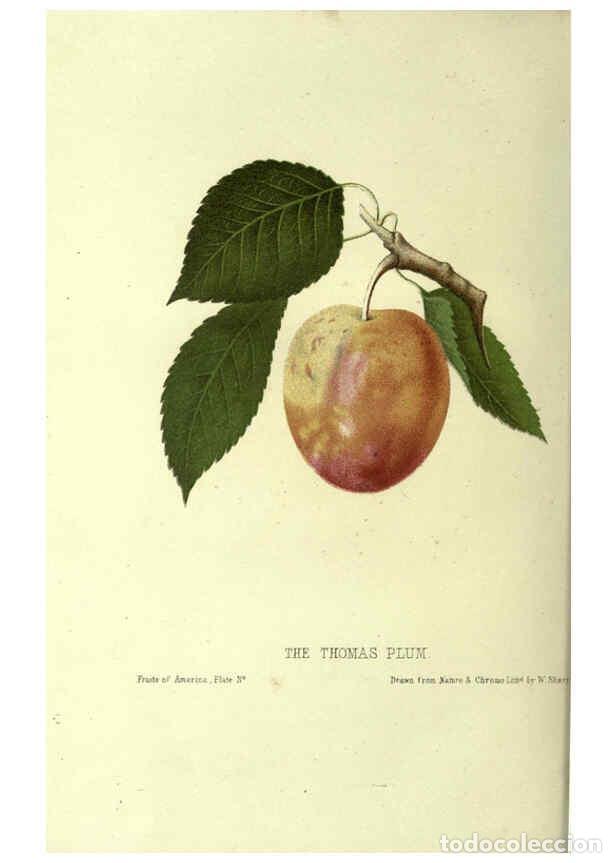 Collectionnisme de Revues et Journaux: Reproducci&oacute;n/Reproduction 6045095531: The fruits of America New York,D. Appleton & co.,1853 - Charle