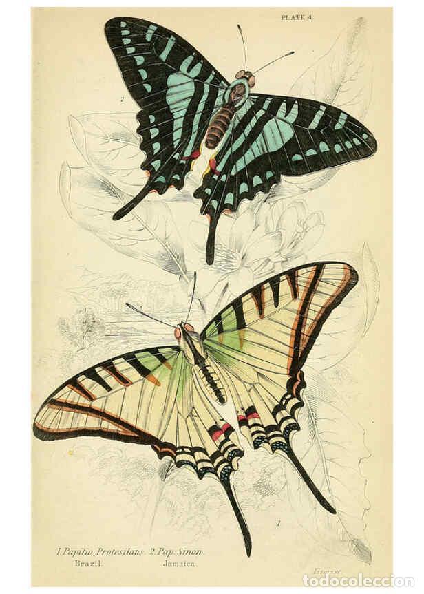 Collectionnisme de Revues et Journaux: Reproducci&oacute;n/Reproduction 6046092110: Foreign butterflies Edinburgh :Henry G. Bohn,1858 - James Dunc