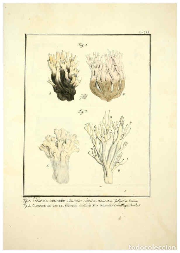 Collectionnisme de Revues et Journaux: Reproducci&oacute;n/Reproduction 6045327205: Figures des champignons, servant de suppl&eacute;ment aux planches de