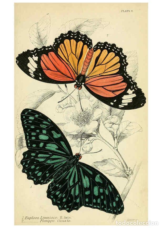 Collectionnisme de Revues et Journaux: Reproducci&oacute;n/Reproduction 6045545343: Foreign butterflies Edinburgh :Henry G. Bohn,1858 - James Dunc
