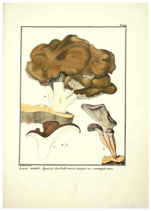 Collectionnisme de Revues et Journaux: Reproducci&oacute;n/Reproduction 6045874498: Figures des champignons, servant de suppl&eacute;ment aux planches de