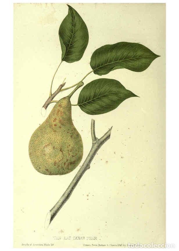 Collectionnisme de Revues et Journaux: Reproducci&oacute;n/Reproduction 6045643178: The fruits of America New York,D. Appleton & co.,1853 - Charle