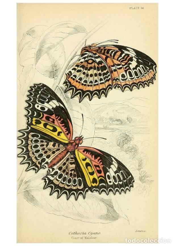 Collectionnisme de Revues et Journaux: Reproducci&oacute;n/Reproduction 6045547307: Foreign butterflies Edinburgh :Henry G. Bohn,1858 - James Dunc