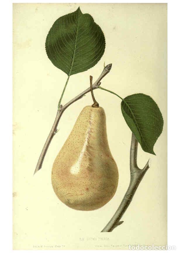 Collectionnisme de Revues et Journaux: Reproducci&oacute;n/Reproduction 6045091083: The fruits of America New York,D. Appleton & co.,1853 - Charle