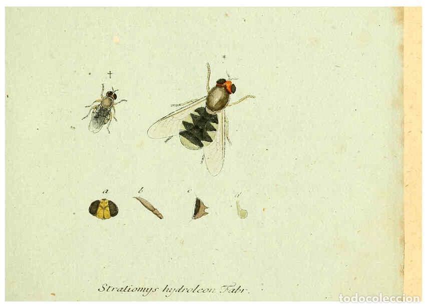 Collectionnisme de Revues et Journaux: Reproducci&oacute;n/Reproduction 6045696683: Fauna Germanica, Diptera Nuremberg? :s.n.,between 1793 and 180
