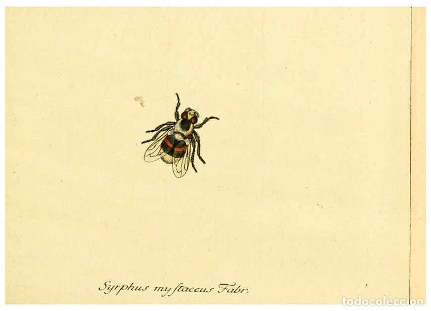 Collectionnisme de Revues et Journaux: Reproducci&oacute;n/Reproduction 6045698103: Fauna Germanica, Diptera Nuremberg? :s.n.,between 1793 and 180