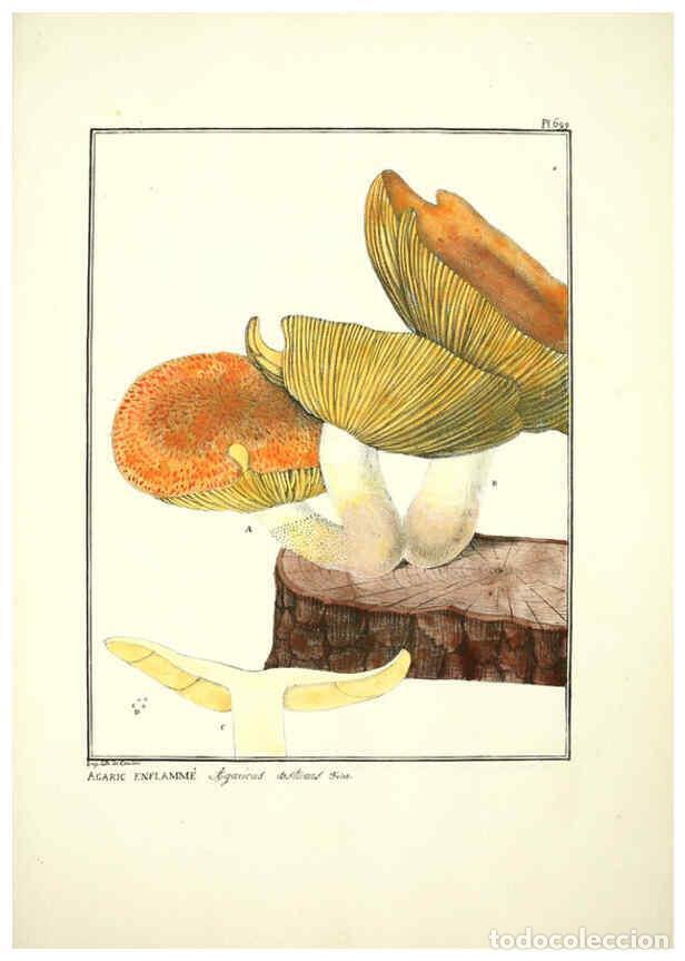 Collectionnisme de Revues et Journaux: Reproducci&oacute;n/Reproduction 6045875520: Figures des champignons, servant de suppl&eacute;ment aux planches de