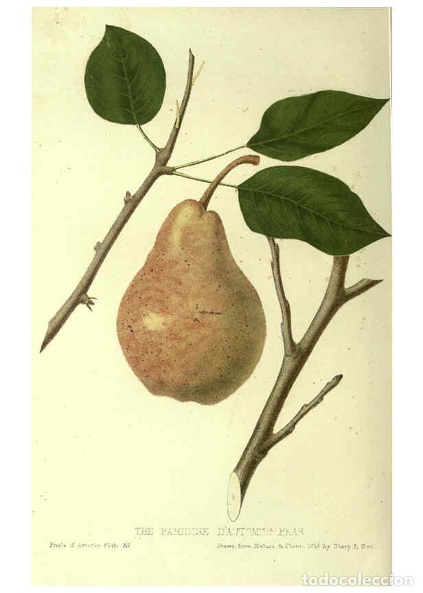 Collectionnisme de Revues et Journaux: Reproducci&oacute;n/Reproduction 6045092001: The fruits of America New York,D. Appleton & co.,1853 - Charle