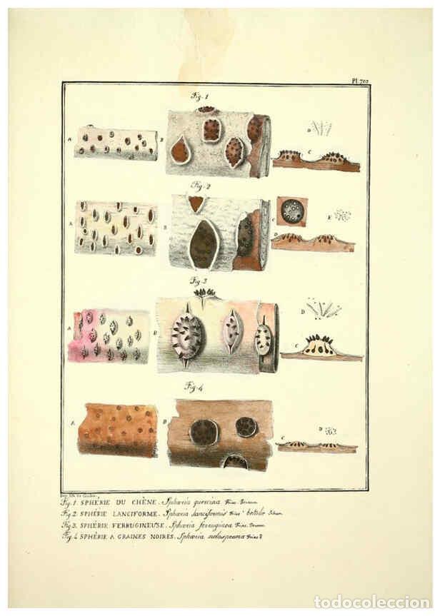 Collectionnisme de Revues et Journaux: Reproducci&oacute;n/Reproduction 6045876338: Figures des champignons, servant de suppl&eacute;ment aux planches de