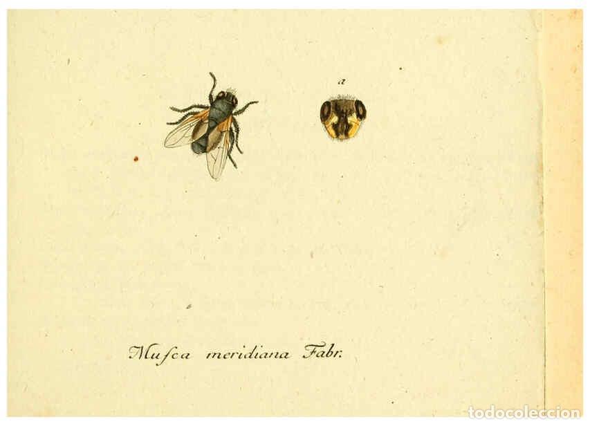 Collectionnisme de Revues et Journaux: Reproducci&oacute;n/Reproduction 6046250696: Fauna Germanica, Diptera Nuremberg? :s.n.,between 1793 and 180