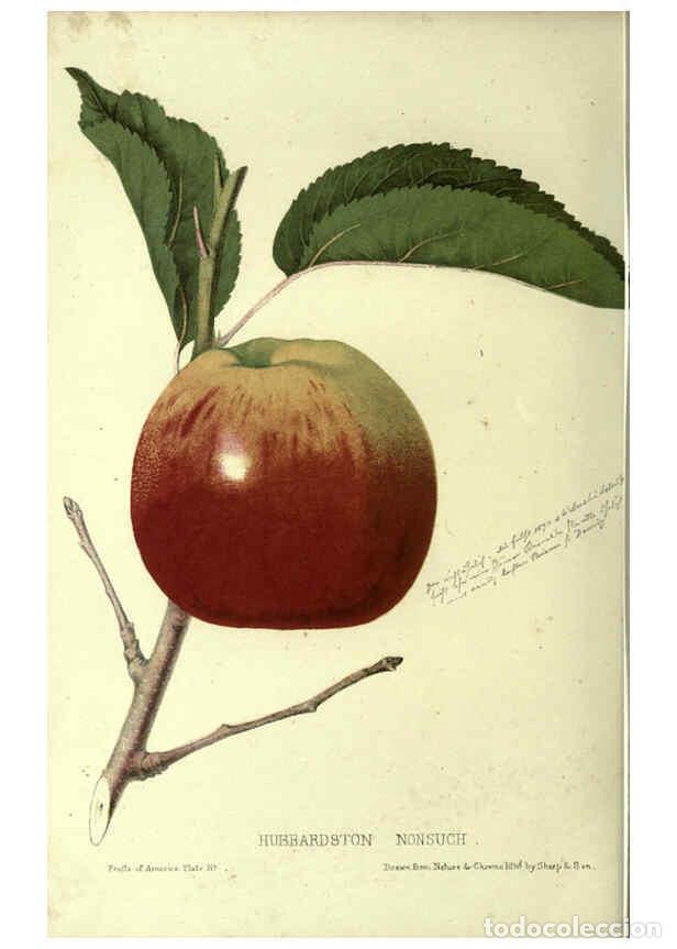 Collectionnisme de Revues et Journaux: Reproducci&oacute;n/Reproduction 6045092881: The fruits of America New York,D. Appleton & co.,1853 - Charle