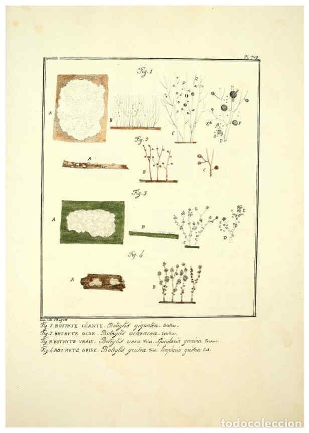 Collectionnisme de Revues et Journaux: Reproducci&oacute;n/Reproduction 6045877728: Figures des champignons, servant de suppl&eacute;ment aux planches de