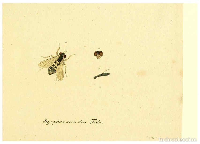 Collectionnisme de Revues et Journaux: Reproducci&oacute;n/Reproduction 6046244436: Fauna Germanica, Diptera Nuremberg? :s.n.,between 1793 and 180