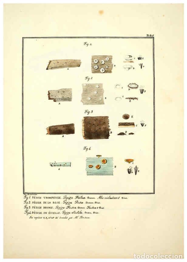 Collectionnisme de Revues et Journaux: Reproducci&oacute;n/Reproduction 6045855302: Figures des champignons, servant de suppl&eacute;ment aux planches de