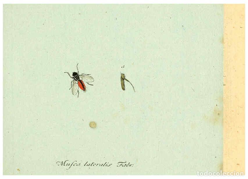 Collectionnisme de Revues et Journaux: Reproducci&oacute;n/Reproduction 6045696969: Fauna Germanica, Diptera Nuremberg? :s.n.,between 1793 and 180