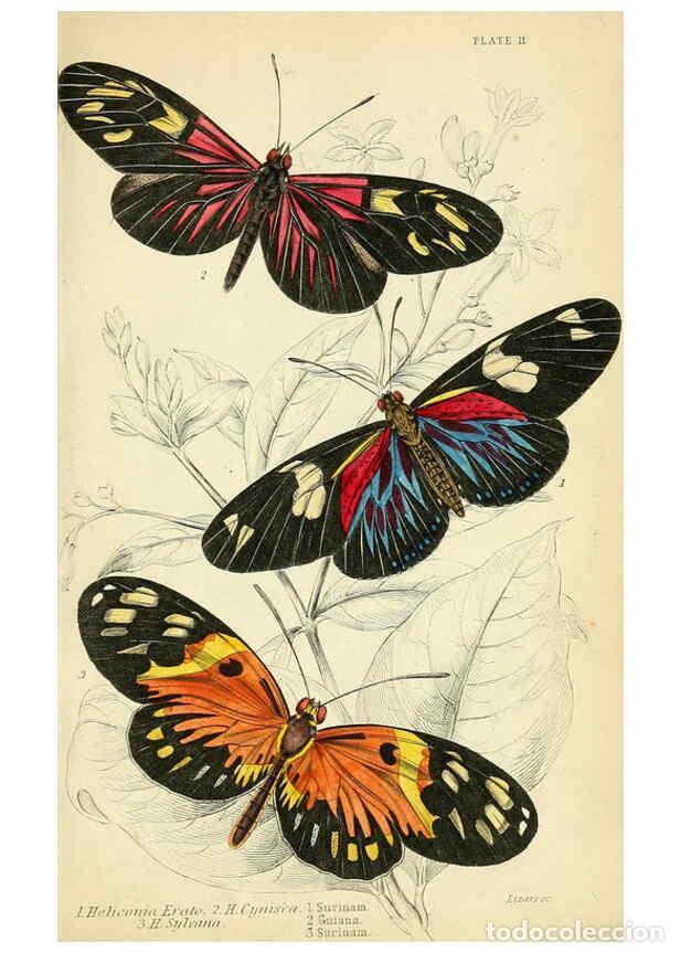 Collectionnisme de Revues et Journaux: Reproducci&oacute;n/Reproduction 6046094934: Foreign butterflies Edinburgh :Henry G. Bohn,1858 - James Dunc