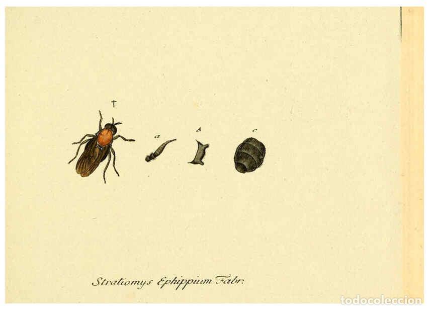 Collectionnisme de Revues et Journaux: Reproducci&oacute;n/Reproduction 6046249334: Fauna Germanica, Diptera Nuremberg? :s.n.,between 1793 and 180