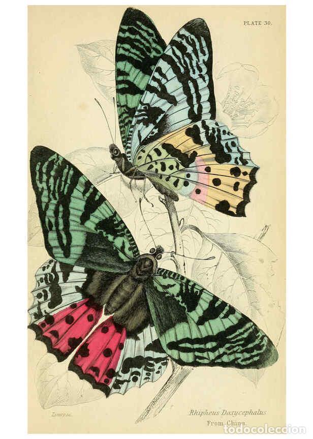 Coleccionismo de Revistas y Peri&oacute;dicos: Reproducci&oacute;n/Reproduction 6045555795: Foreign butterflies Edinburgh :Henry G. Bohn,1858 - James Dunc