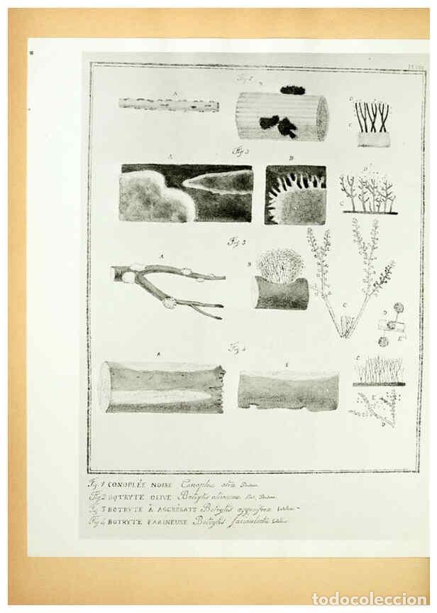 Coleccionismo de Revistas y Peri&oacute;dicos: Reproducci&oacute;n/Reproduction 6045327921: Figures des champignons, servant de suppl&eacute;ment aux planches de