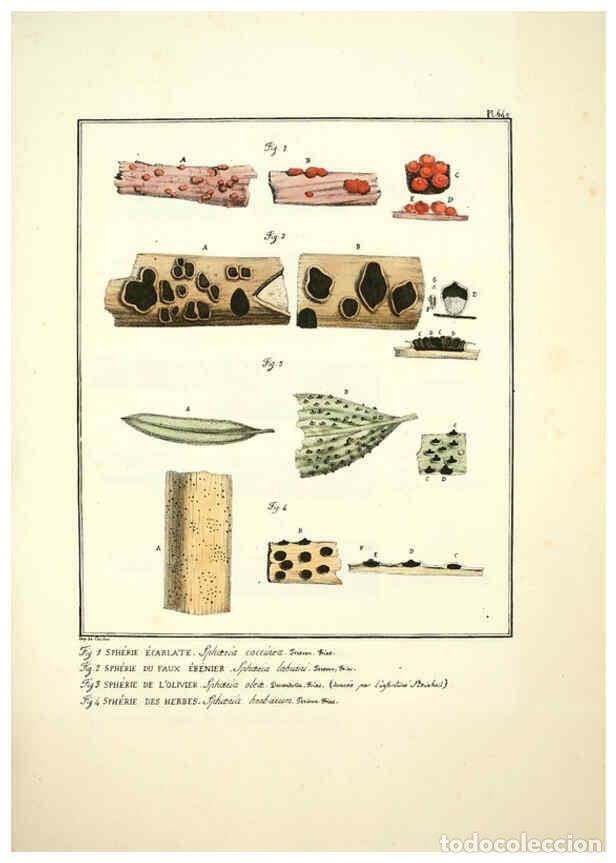 Coleccionismo de Revistas y Peri&oacute;dicos: Reproducci&oacute;n/Reproduction 6045863722: Figures des champignons, servant de suppl&eacute;ment aux planches de