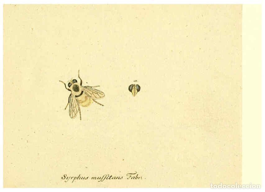 Coleccionismo de Revistas y Peri&oacute;dicos: Reproducci&oacute;n/Reproduction 6046243470: Fauna Germanica, Diptera Nuremberg? :s.n.,between 1793 and 180