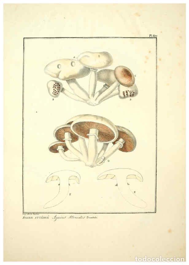 Coleccionismo de Revistas y Peri&oacute;dicos: Reproducci&oacute;n/Reproduction 6045308895: Figures des champignons, servant de suppl&eacute;ment aux planches de