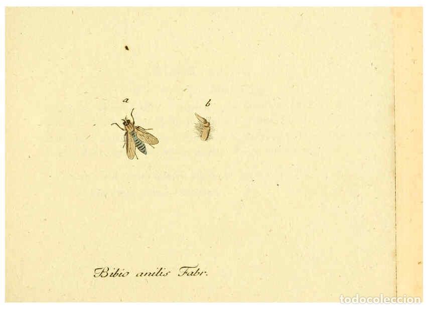 Coleccionismo de Revistas y Peri&oacute;dicos: Reproducci&oacute;n/Reproduction 6045695967: Fauna Germanica, Diptera Nuremberg? :s.n.,between 1793 and 180