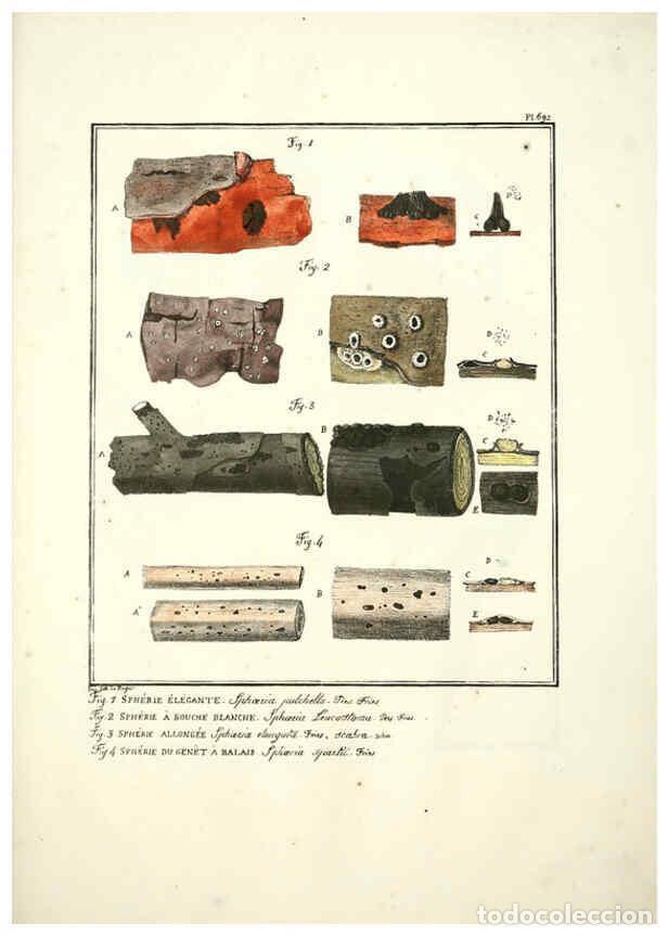 Coleccionismo de Revistas y Peri&oacute;dicos: Reproducci&oacute;n/Reproduction 6045873852: Figures des champignons, servant de suppl&eacute;ment aux planches de