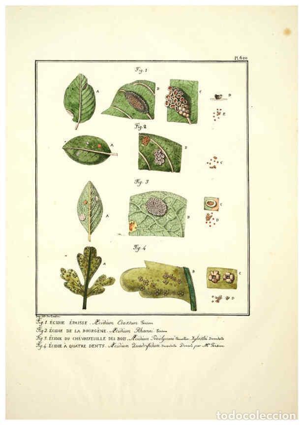 Coleccionismo de Revistas y Peri&oacute;dicos: Reproducci&oacute;n/Reproduction 6045306101: Figures des champignons, servant de suppl&eacute;ment aux planches de
