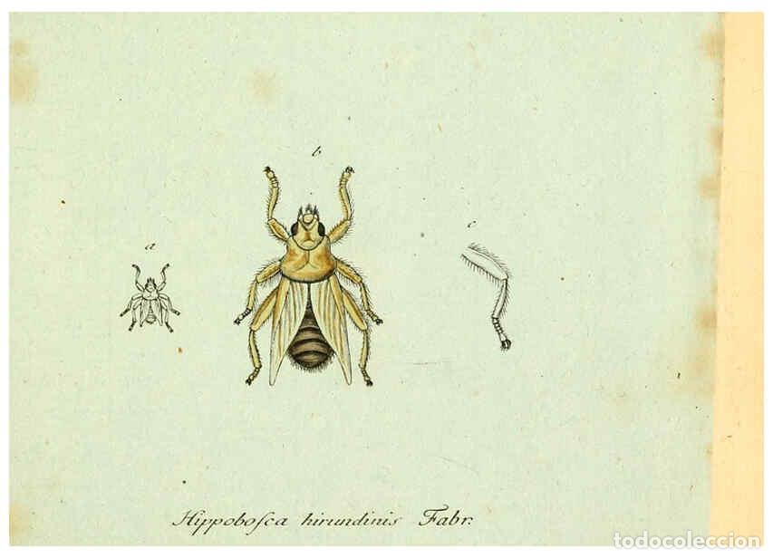 Coleccionismo de Revistas y Peri&oacute;dicos: Reproducci&oacute;n/Reproduction 6046246878: Fauna Germanica, Diptera Nuremberg? :s.n.,between 1793 and 180