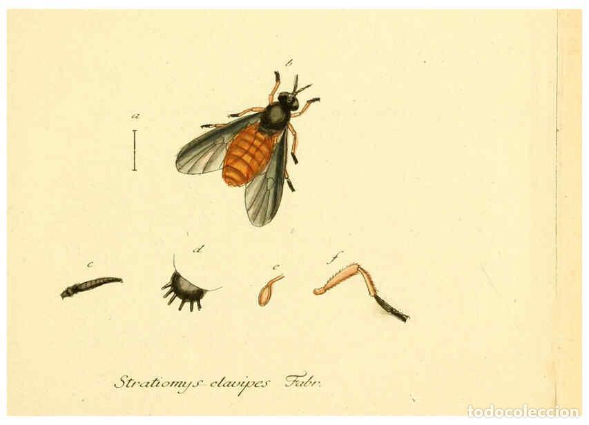 Coleccionismo de Revistas y Peri&oacute;dicos: Reproducci&oacute;n/Reproduction 6045700529: Fauna Germanica, Diptera Nuremberg? :s.n.,between 1793 and 180