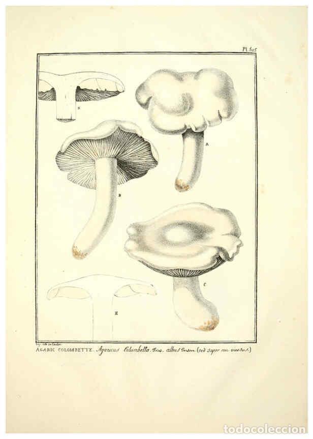 Coleccionismo de Revistas y Peri&oacute;dicos: Reproducci&oacute;n/Reproduction 6045307381: Figures des champignons, servant de suppl&eacute;ment aux planches de