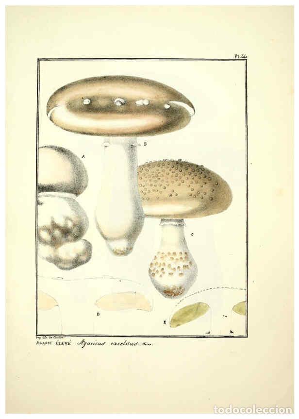 Coleccionismo de Revistas y Peri&oacute;dicos: Reproducci&oacute;n/Reproduction 6045310977: Figures des champignons, servant de suppl&eacute;ment aux planches de