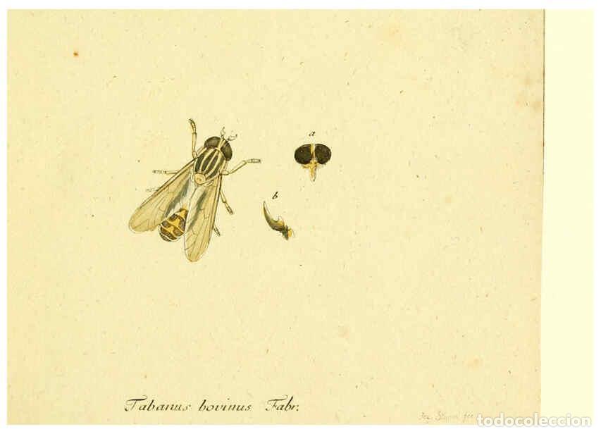 Coleccionismo de Revistas y Peri&oacute;dicos: Reproducci&oacute;n/Reproduction 6046245022: Fauna Germanica, Diptera Nuremberg? :s.n.,between 1793 and 180
