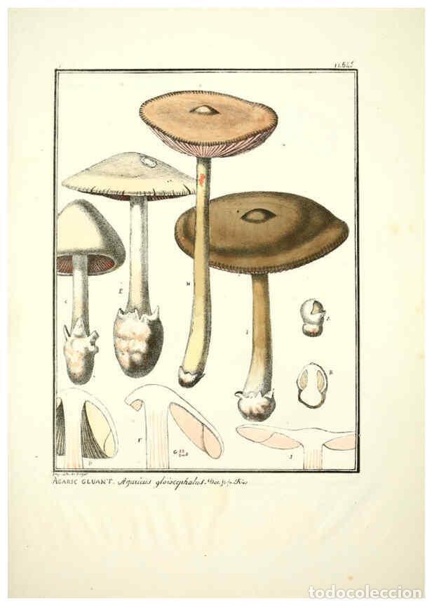 Collectionnisme de Revues et Journaux: Reproducci&oacute;n/Reproduction 6045862450: Figures des champignons, servant de suppl&eacute;ment aux planches de