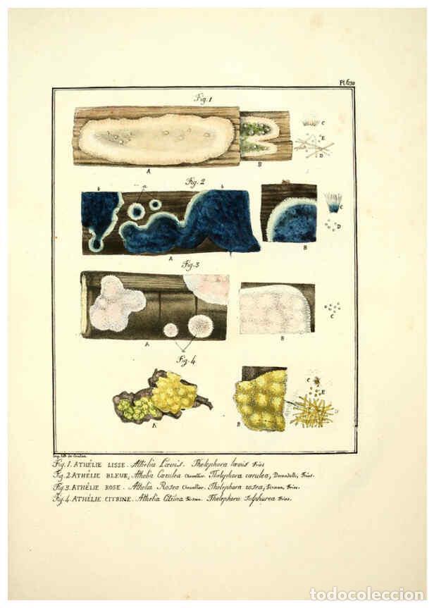 Collectionnisme de Revues et Journaux: Reproducci&oacute;n/Reproduction 6045858884: Figures des champignons, servant de suppl&eacute;ment aux planches de