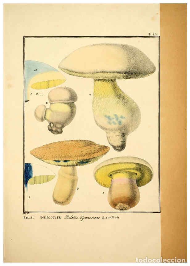 Collectionnisme de Revues et Journaux: Reproducci&oacute;n/Reproduction 6045314793: Figures des champignons, servant de suppl&eacute;ment aux planches de