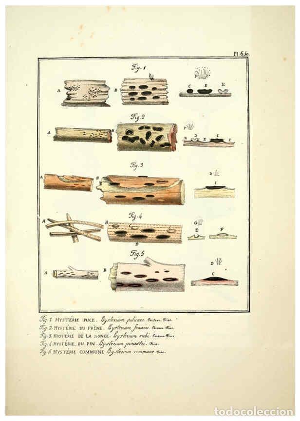 Collectionnisme de Revues et Journaux: Reproducci&oacute;n/Reproduction 6045313571: Figures des champignons, servant de suppl&eacute;ment aux planches de
