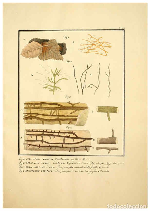 Collectionnisme de Revues et Journaux: Reproducci&oacute;n/Reproduction 6045320585: Figures des champignons, servant de suppl&eacute;ment aux planches de