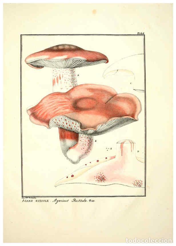 Collectionnisme de Revues et Journaux: Reproducci&oacute;n/Reproduction 6045855504: Figures des champignons, servant de suppl&eacute;ment aux planches de