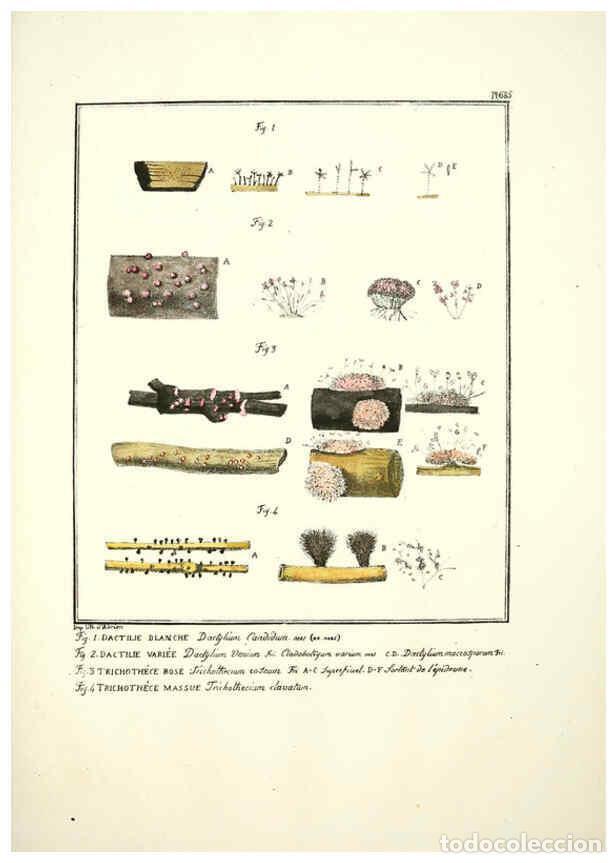 Collectionnisme de Revues et Journaux: Reproducci&oacute;n/Reproduction 6045321871: Figures des champignons, servant de suppl&eacute;ment aux planches de