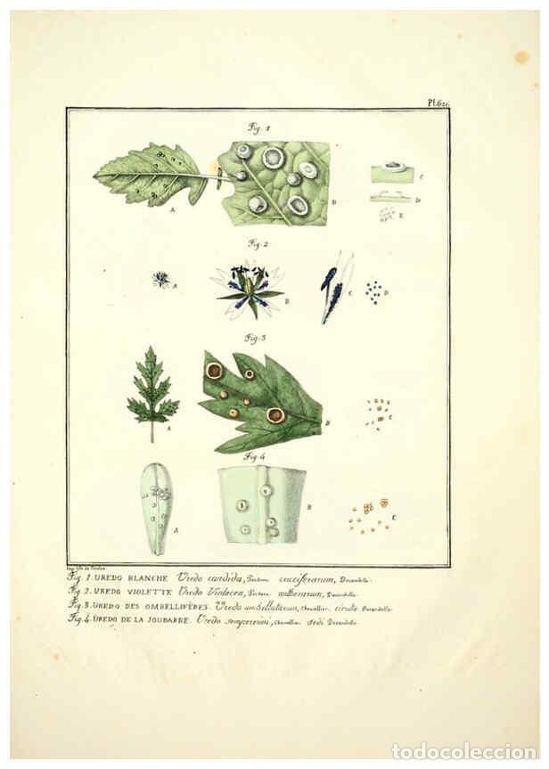 Collectionnisme de Revues et Journaux: Reproducci&oacute;n/Reproduction 6045856656: Figures des champignons, servant de suppl&eacute;ment aux planches de