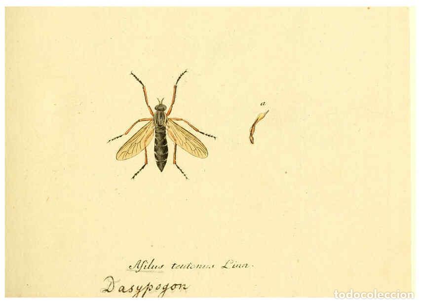 Collectionnisme de Revues et Journaux: Reproducci&oacute;n/Reproduction 6046242636: Fauna Germanica, Diptera Nuremberg? :s.n.,between 1793 and 180